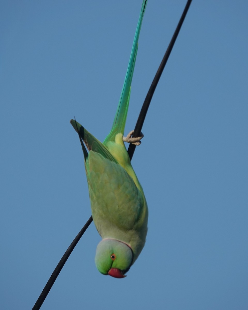 alexandr malý - ML647816033