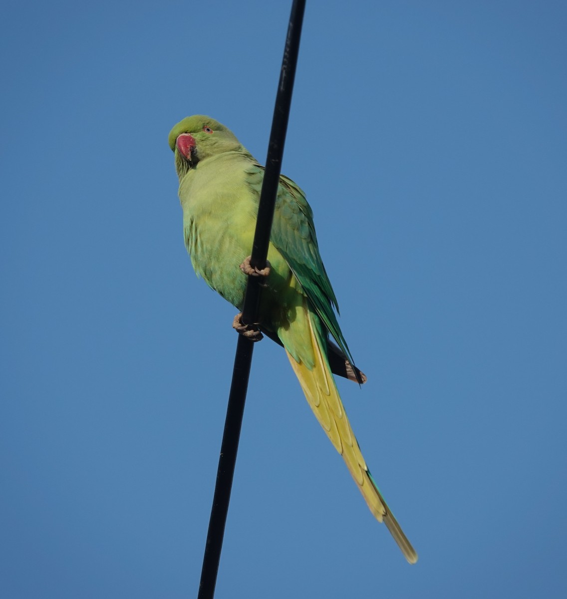 alexandr malý - ML647816034