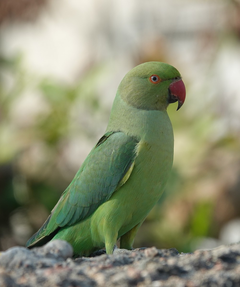 alexandr malý - ML647816035