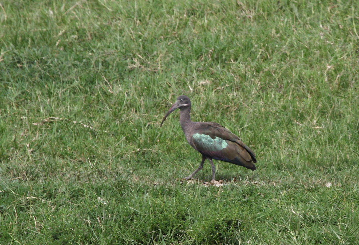ibis hagedaš - ML647816038