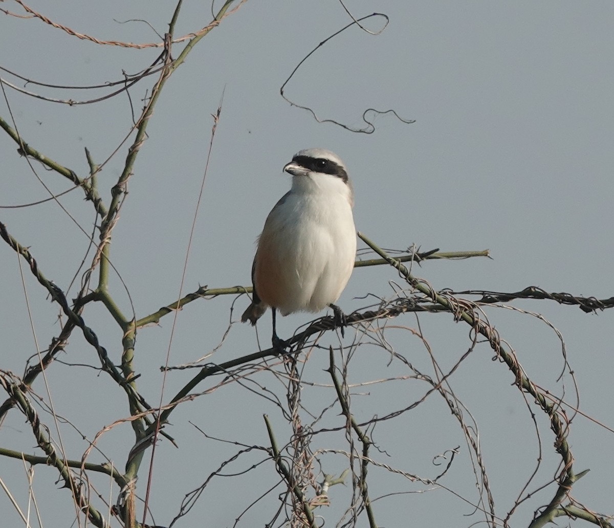 ťuhýk královský - ML647816041