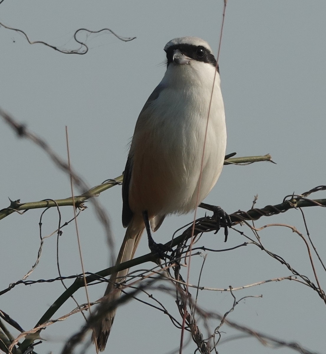 ťuhýk královský - ML647816042