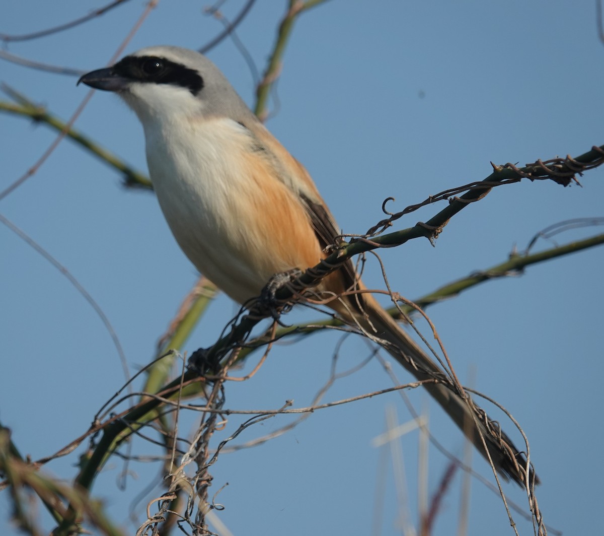 ťuhýk královský - ML647816043