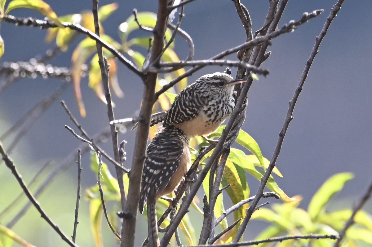 střízlík proužkovaný [skupina zonatus] - ML647816044