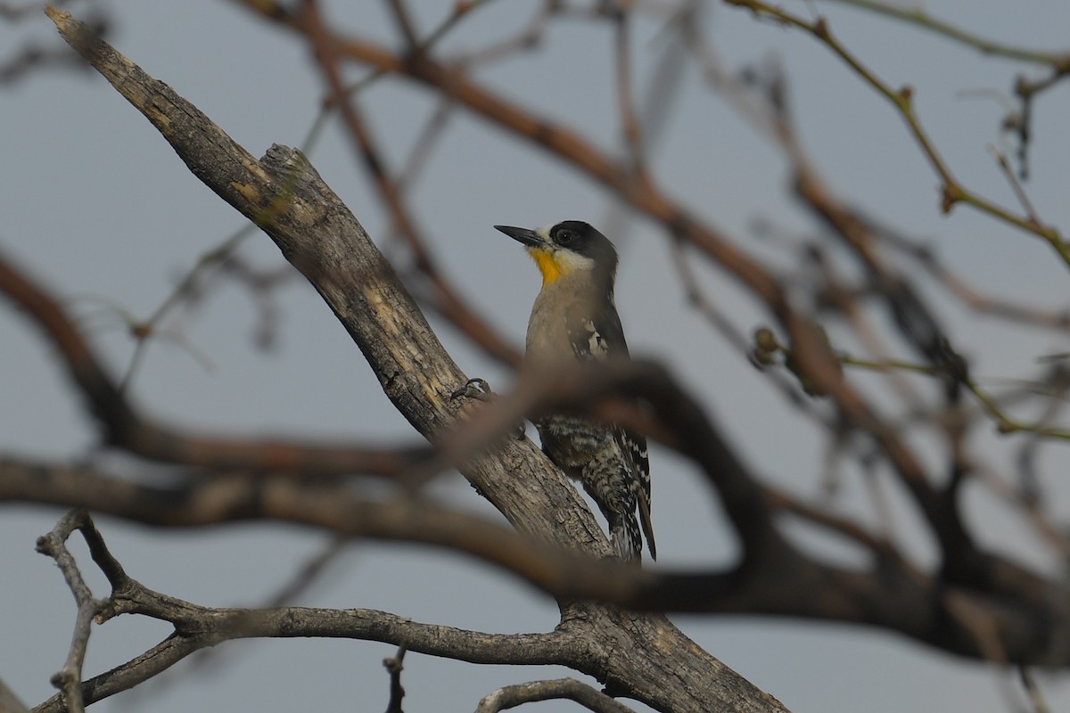 datel kaktusový - ML647816048