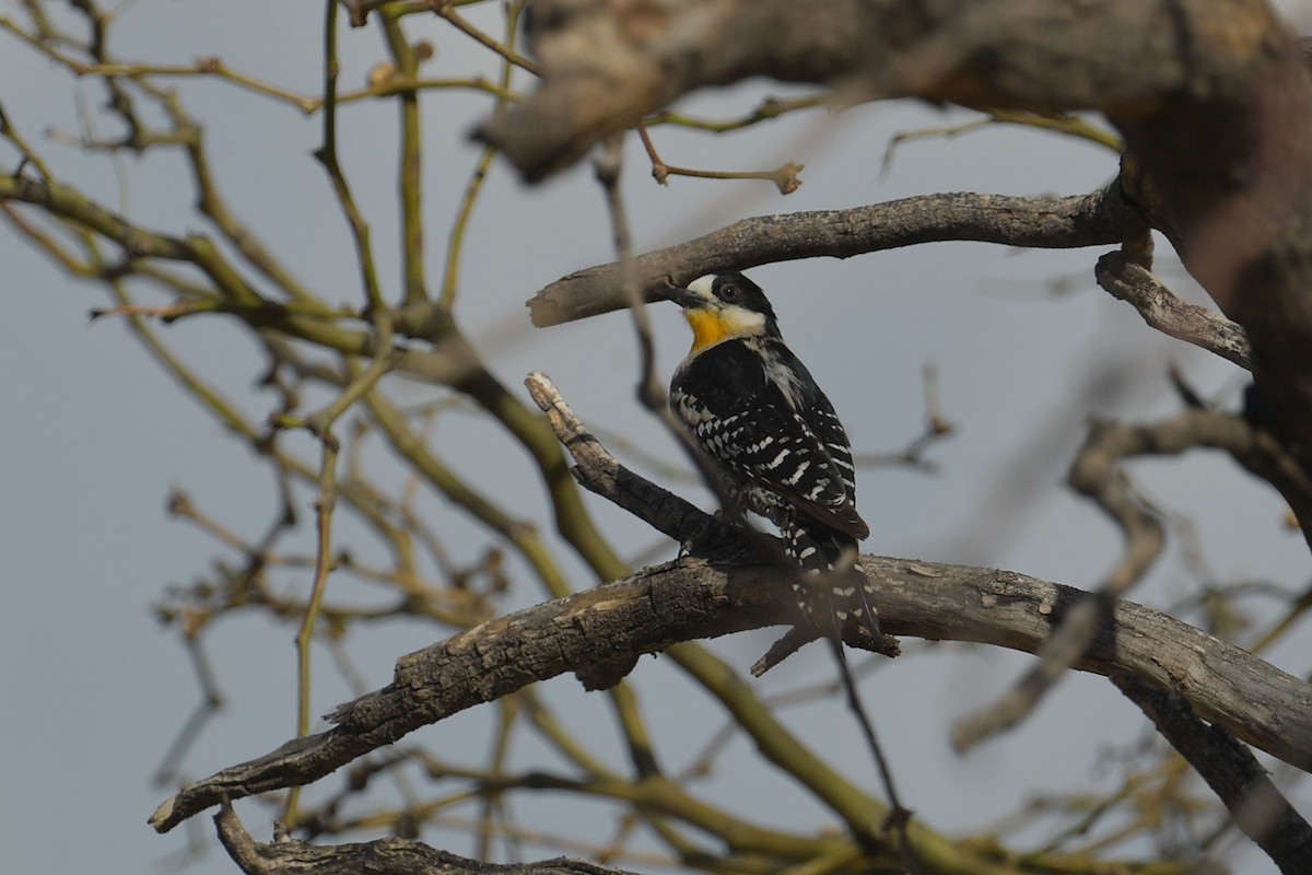 datel kaktusový - ML647816049