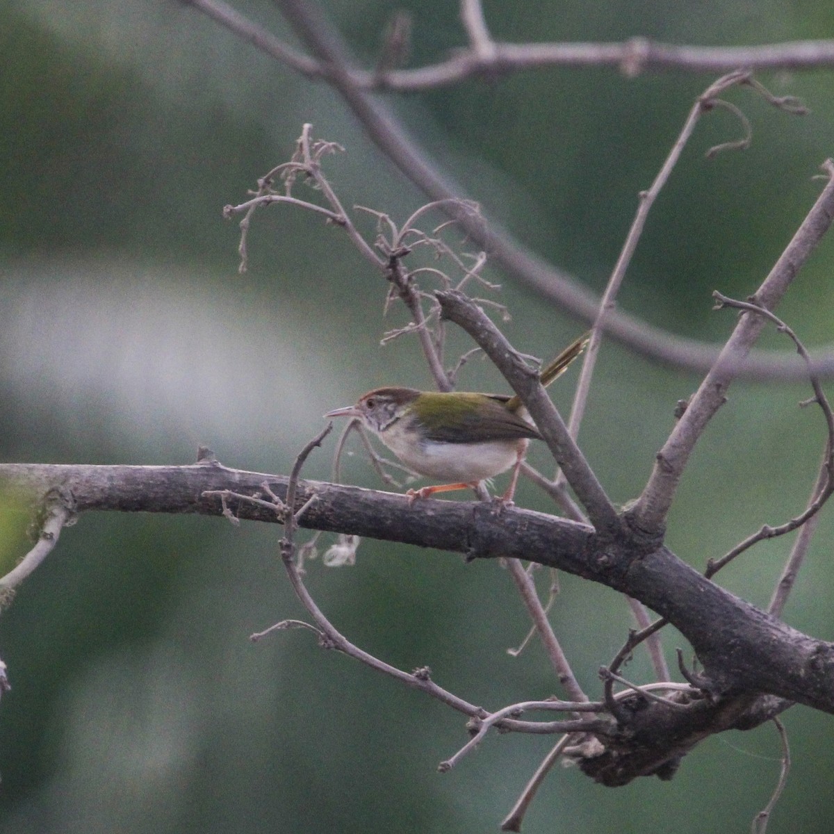 Common Tailorbird - ML647816050