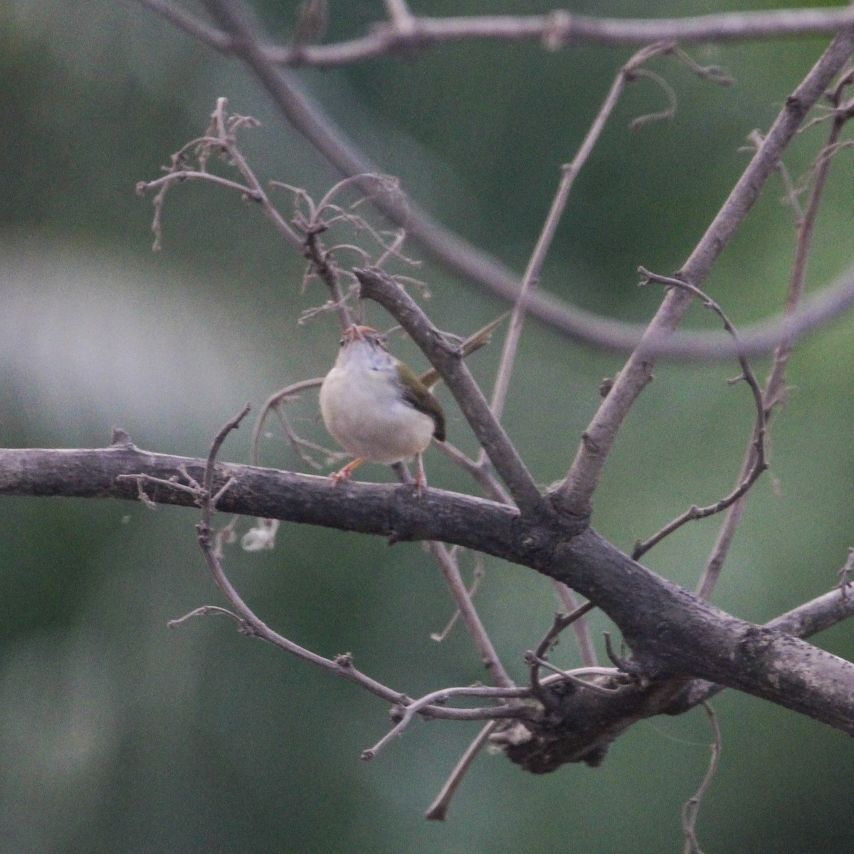 Common Tailorbird - ML647816051