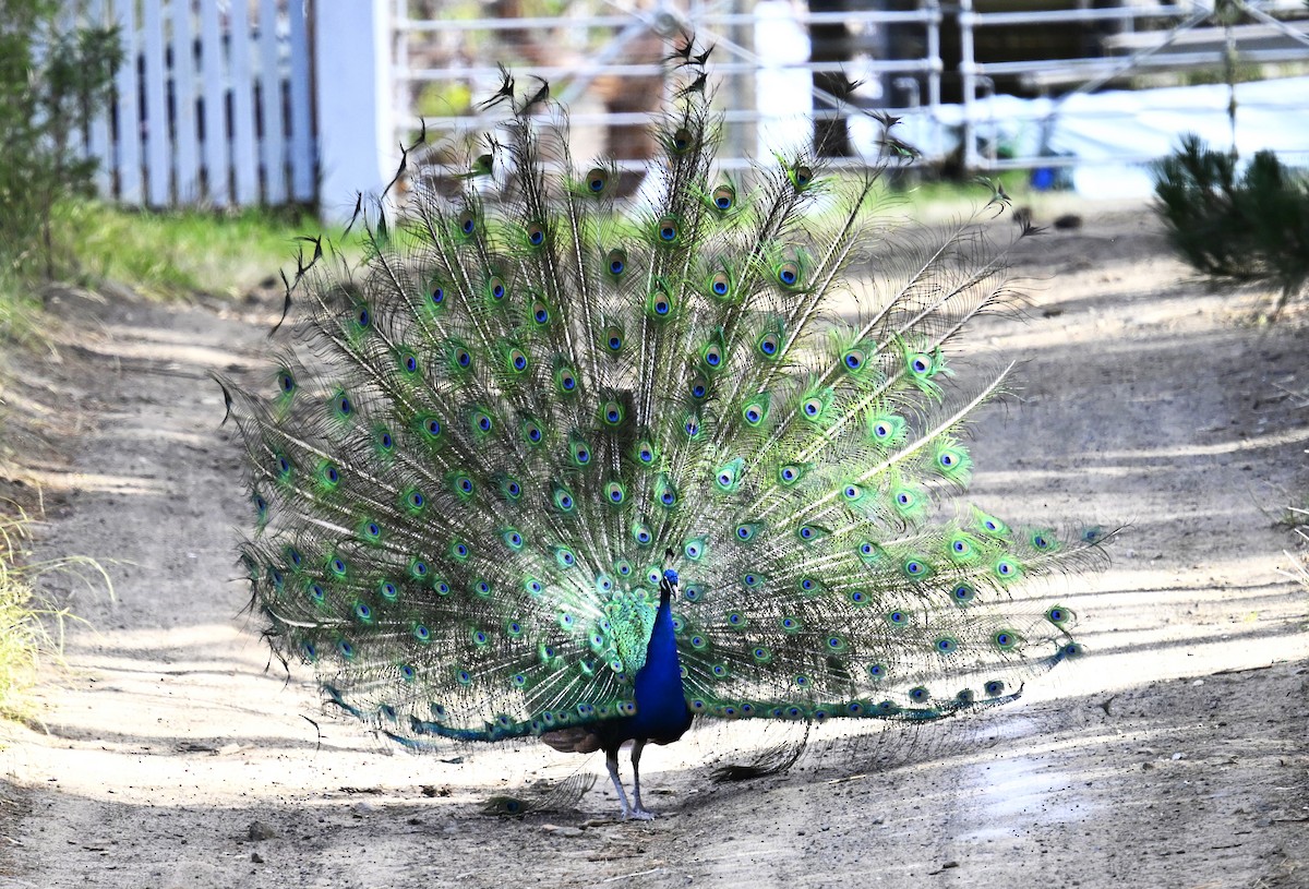 páv korunkatý - ML647816052