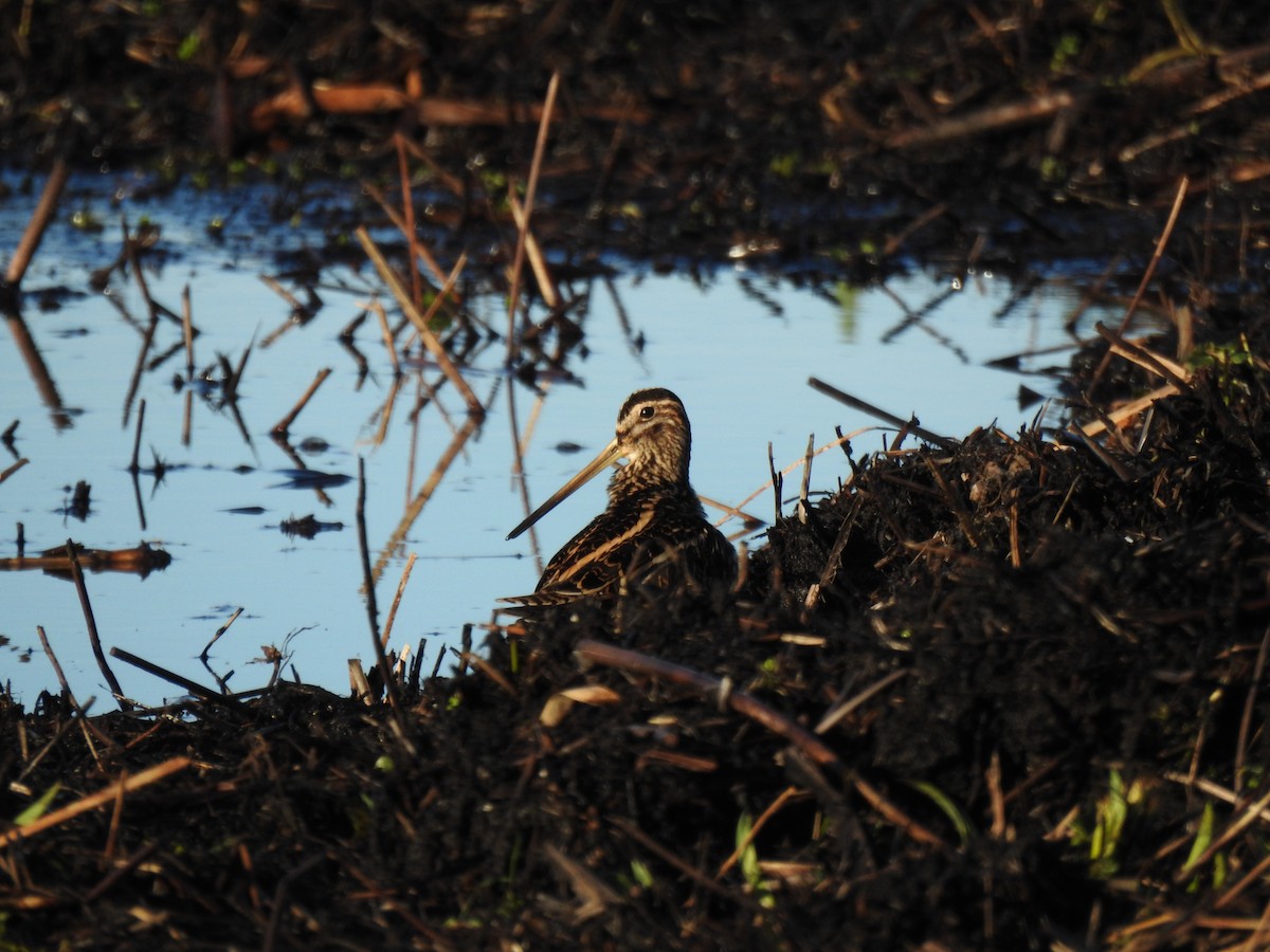 bekasina otavní - ML647816053