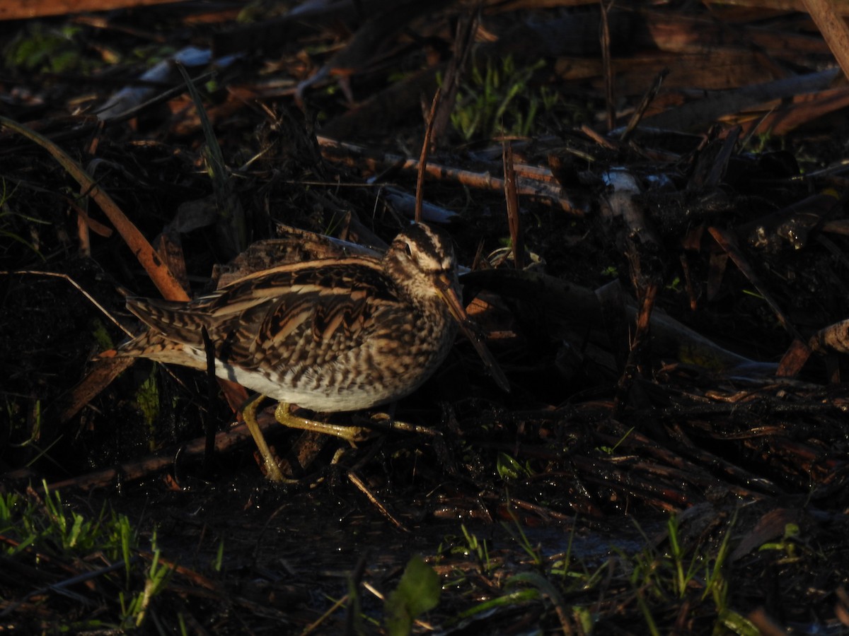 bekasina otavní - ML647816054