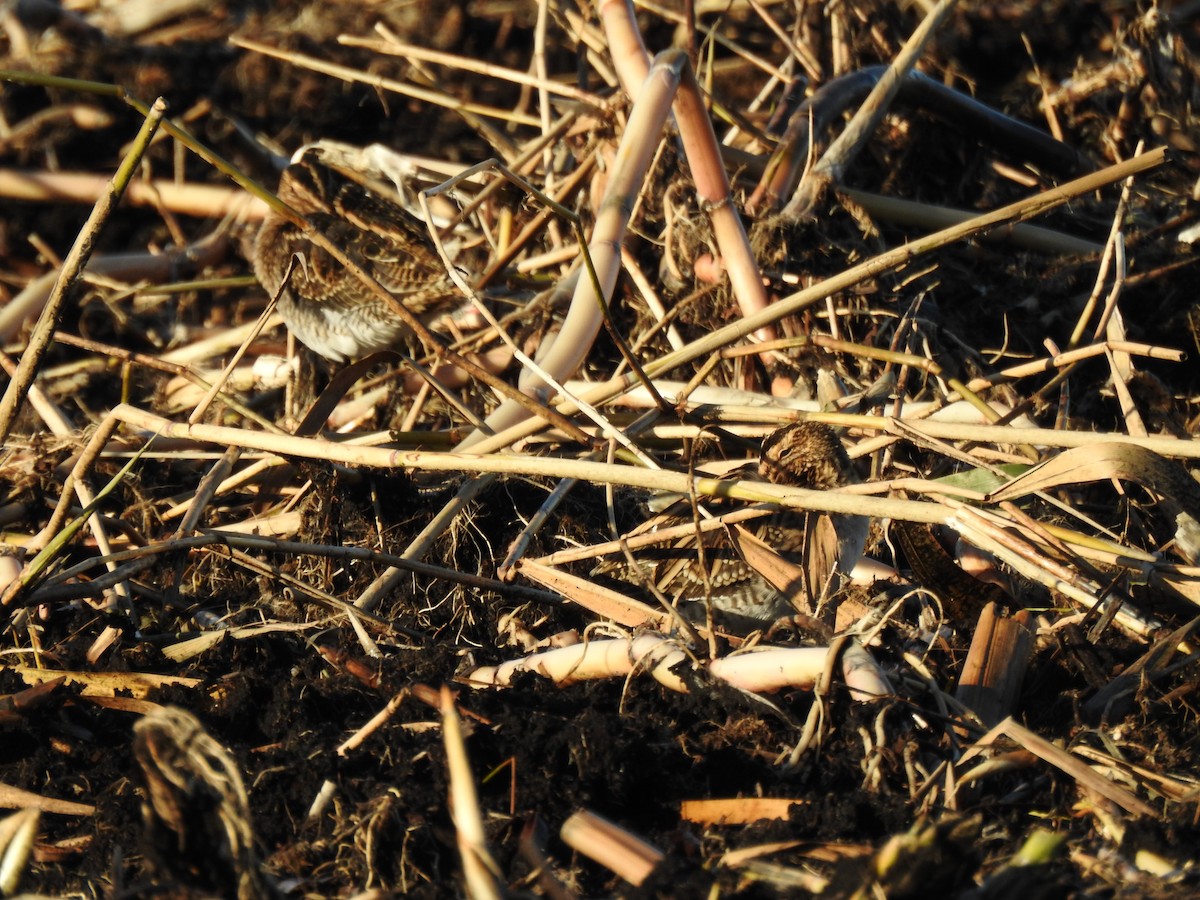 bekasina otavní - ML647816055