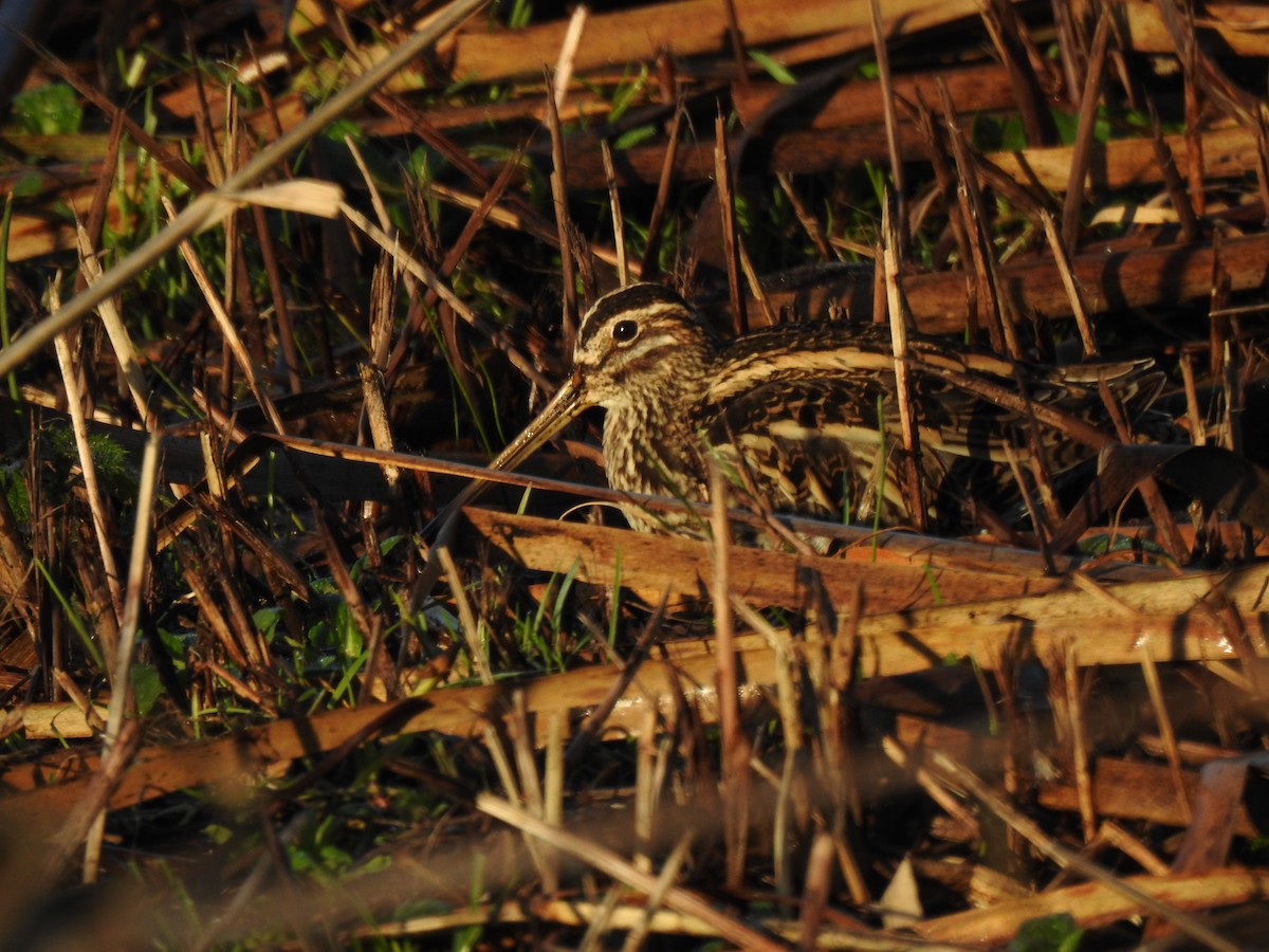 bekasina otavní - ML647816056