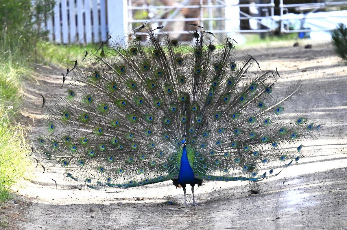 páv korunkatý - ML647816057