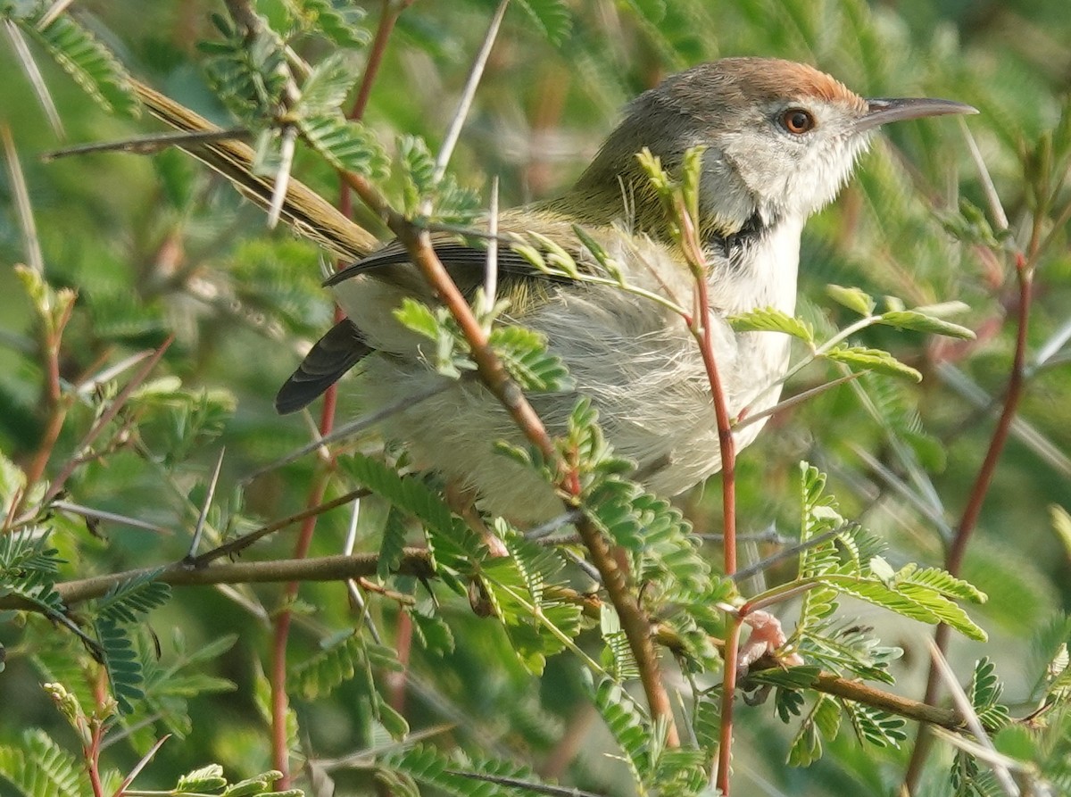 Common Tailorbird - ML647816058