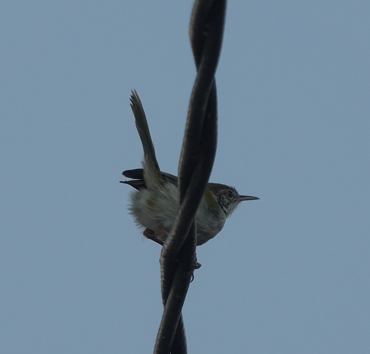Common Tailorbird - ML647816059