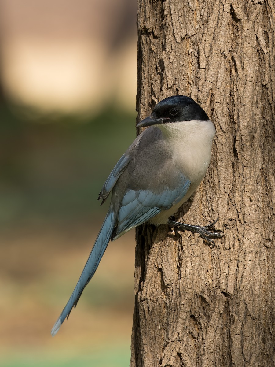 straka modrá - ML647816060