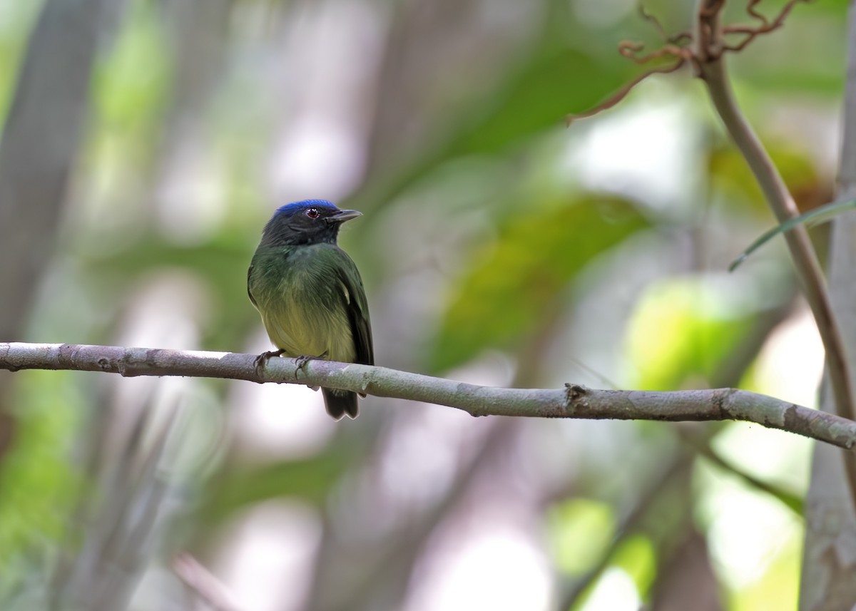 Blue-capped Manakin - ML647816061