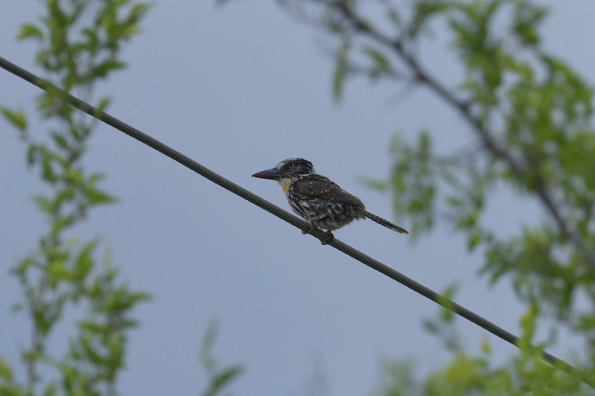 lenivka tečkovaná - ML647816062