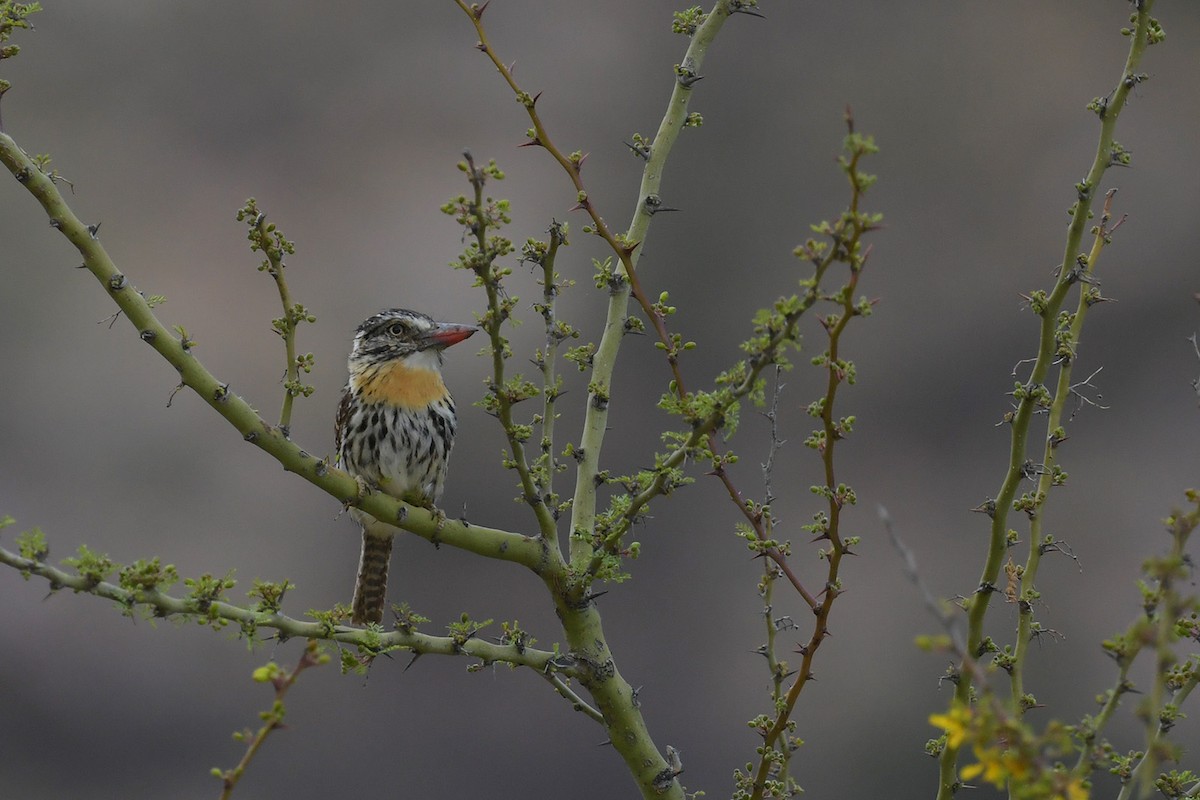 lenivka tečkovaná - ML647816063
