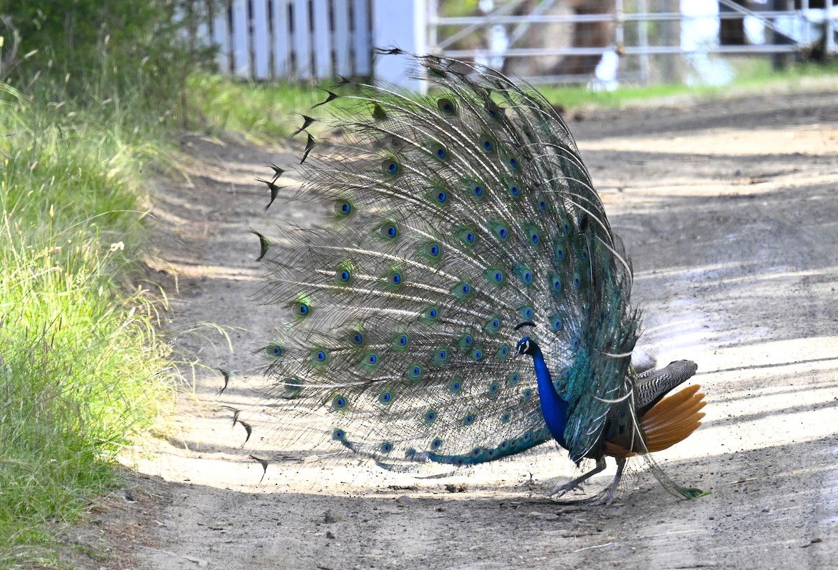 páv korunkatý - ML647816064