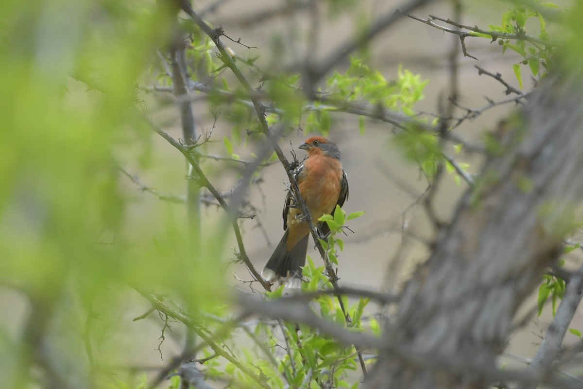 White-tipped Plantcutter - ML647816079