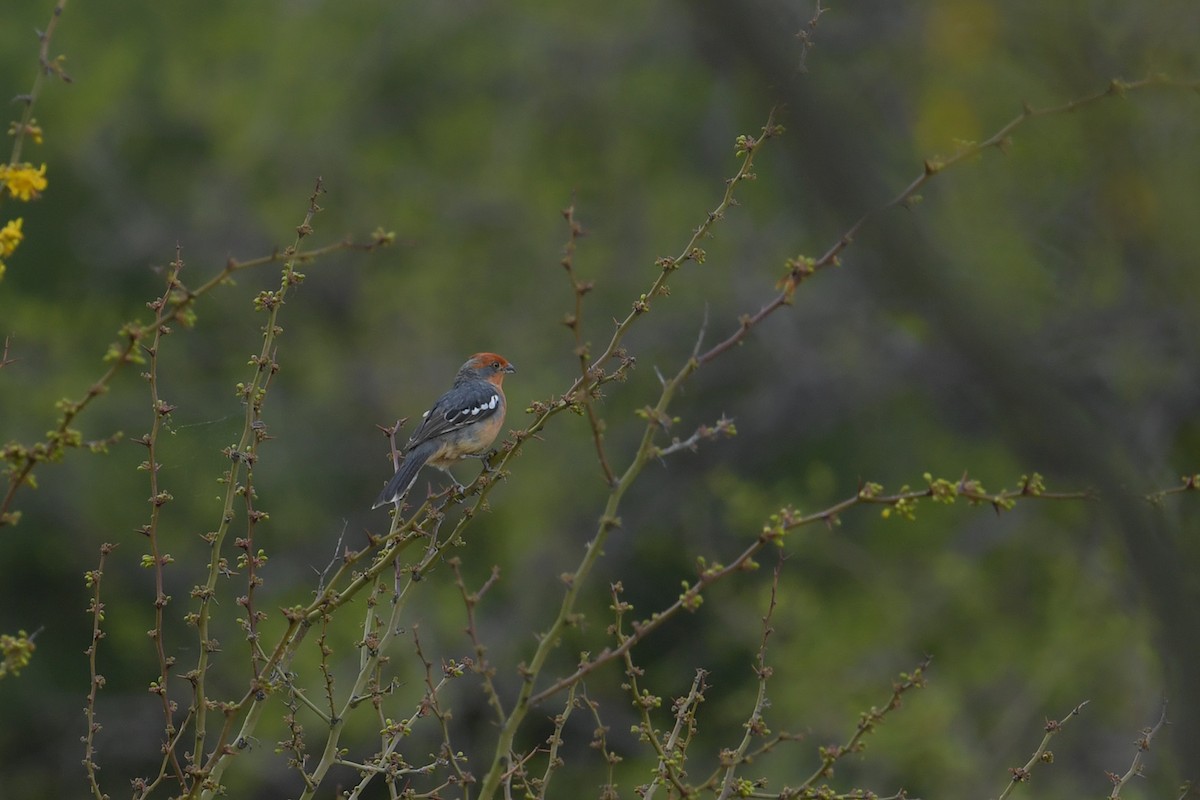 White-tipped Plantcutter - ML647816080