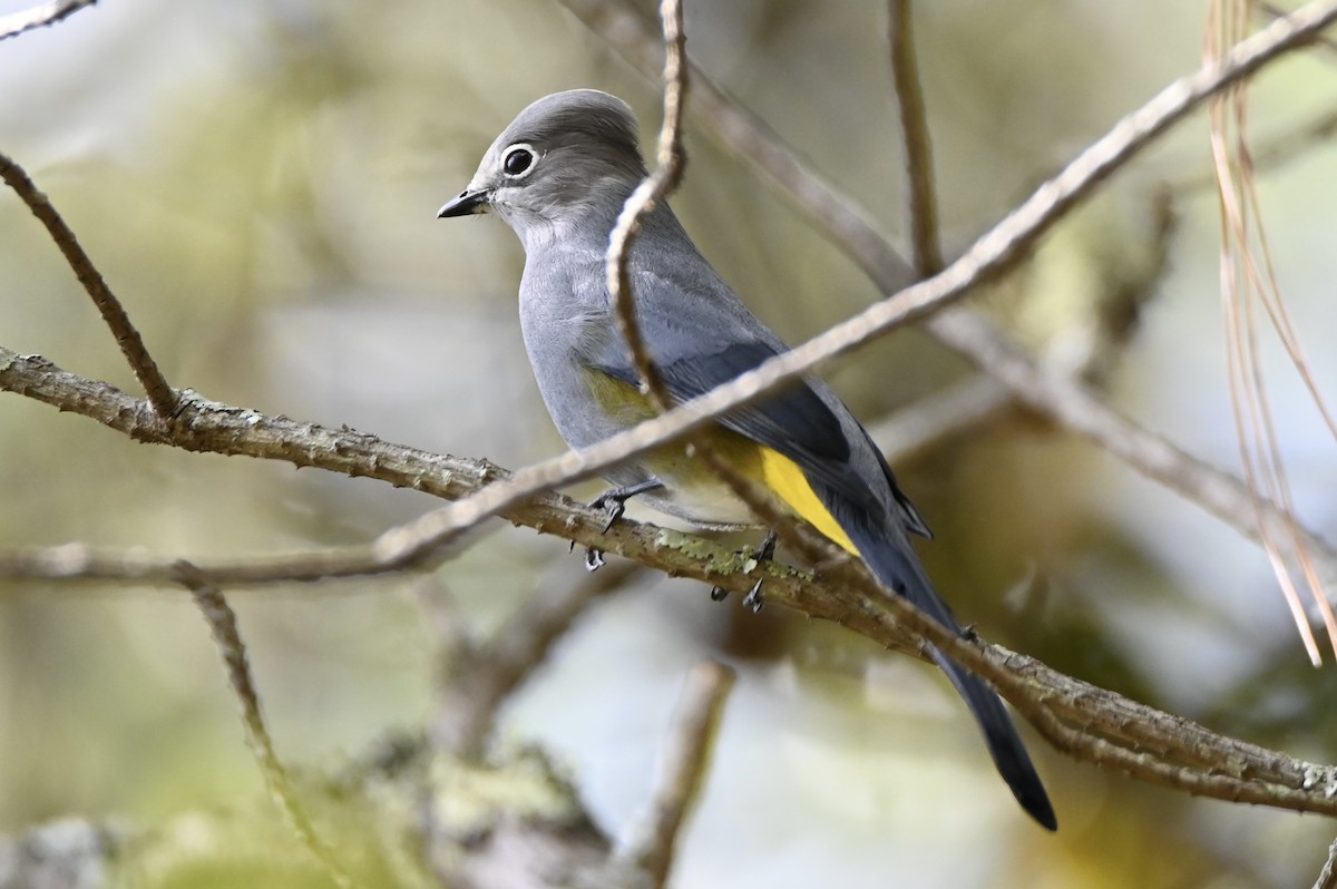 Gray Silky-flycatcher - ML647816100