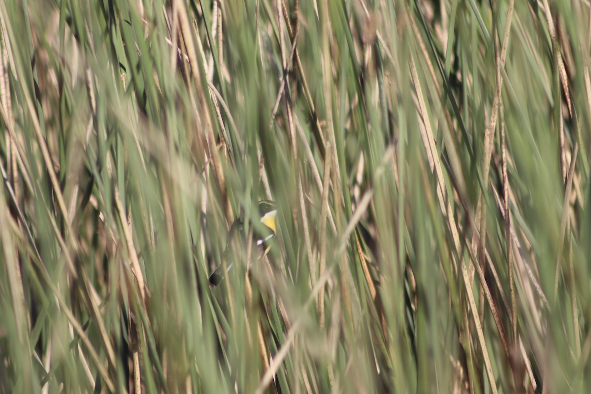 Many-colored Rush Tyrant - ML647816159