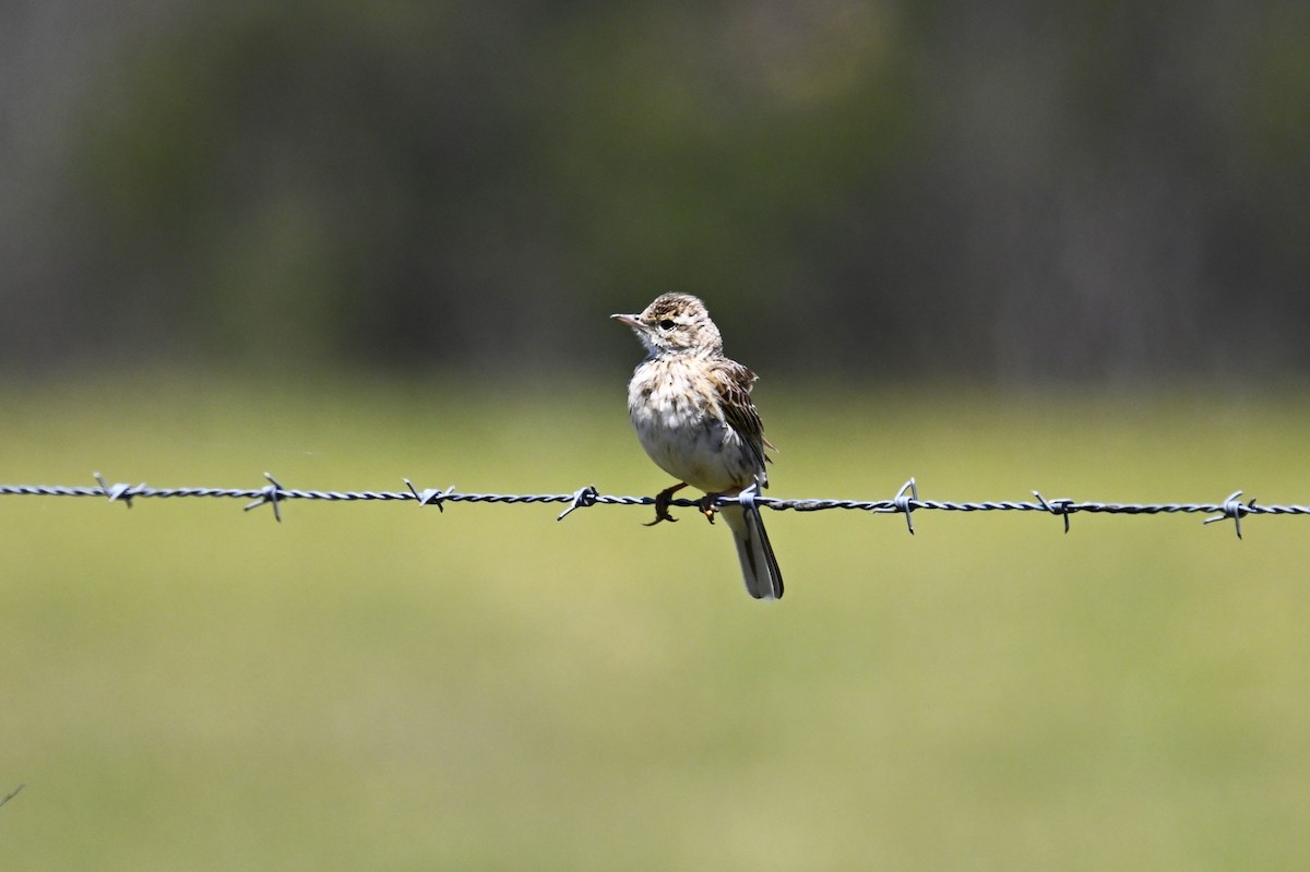 Australian Pipit - ML647816190