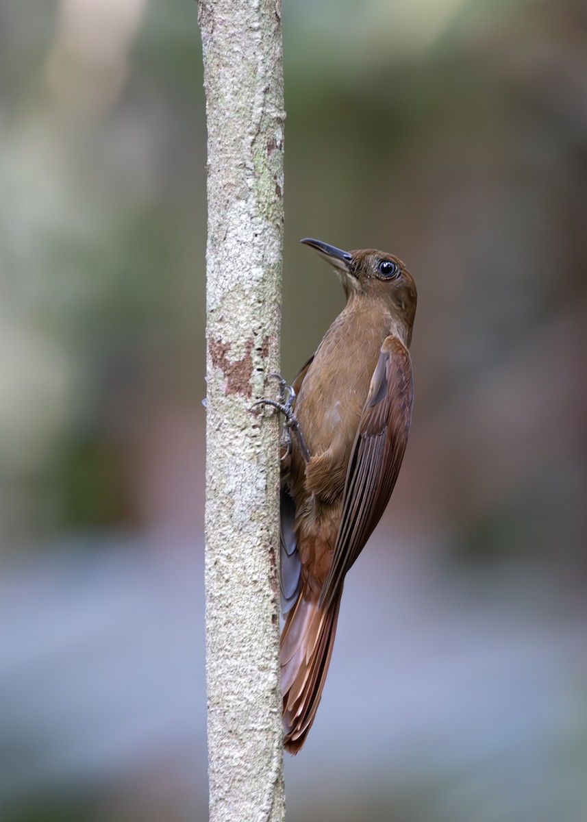White-chinned Woodcreeper - ML647816199