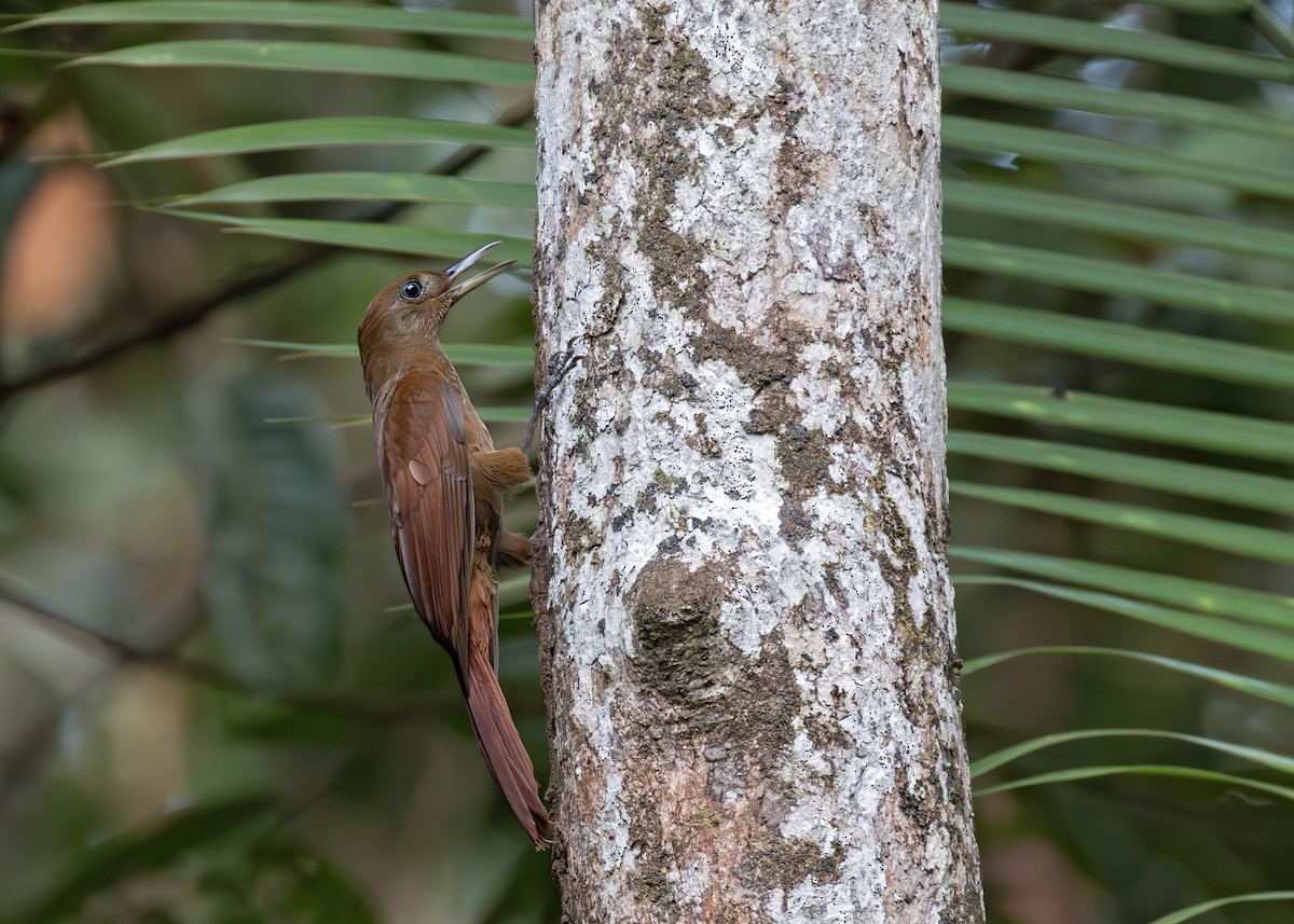 White-chinned Woodcreeper - ML647816200
