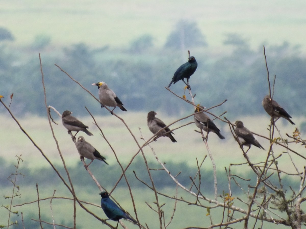 Wattled Starling - ML647816210