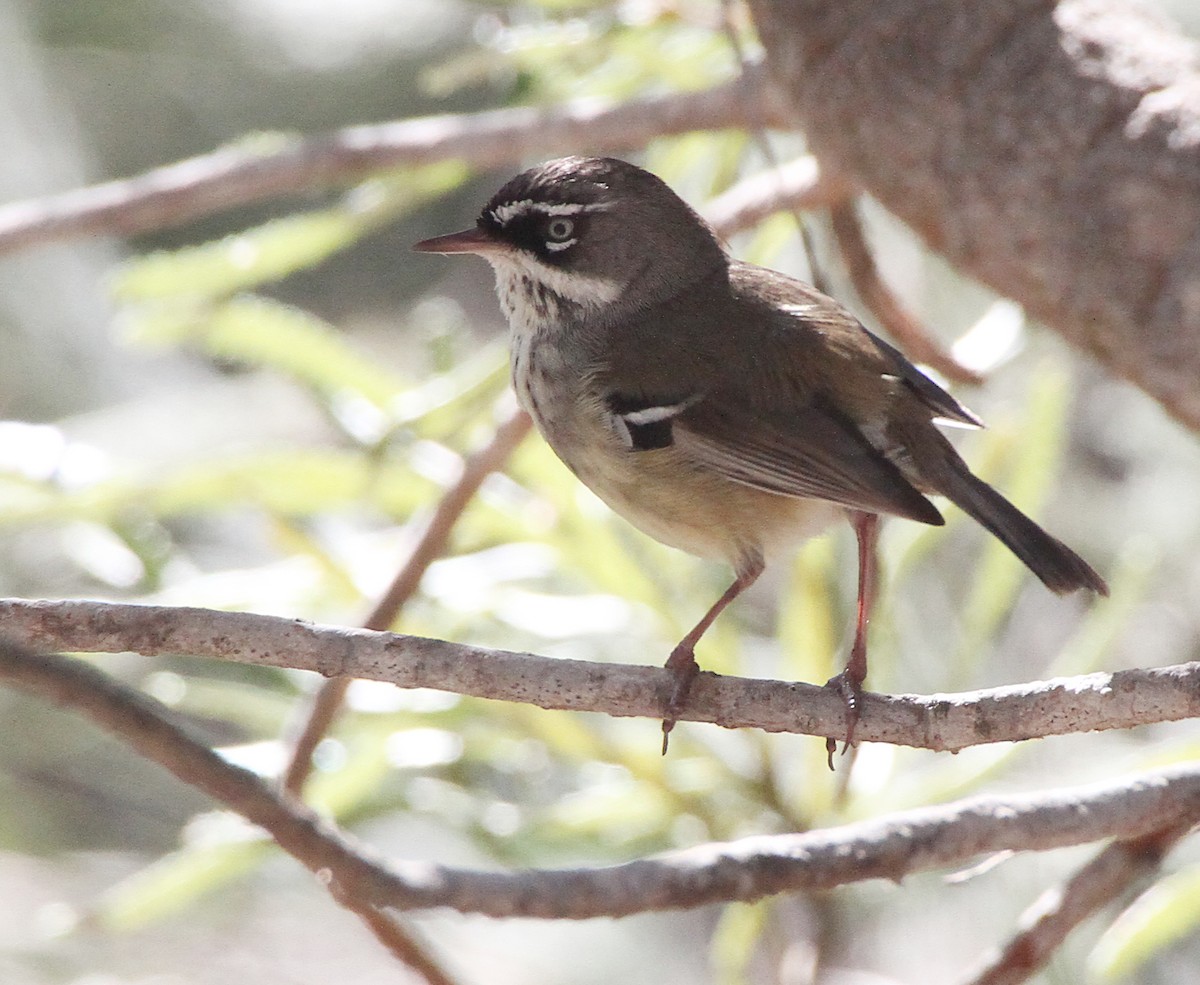 Spotted Scrubwren - ML647816211