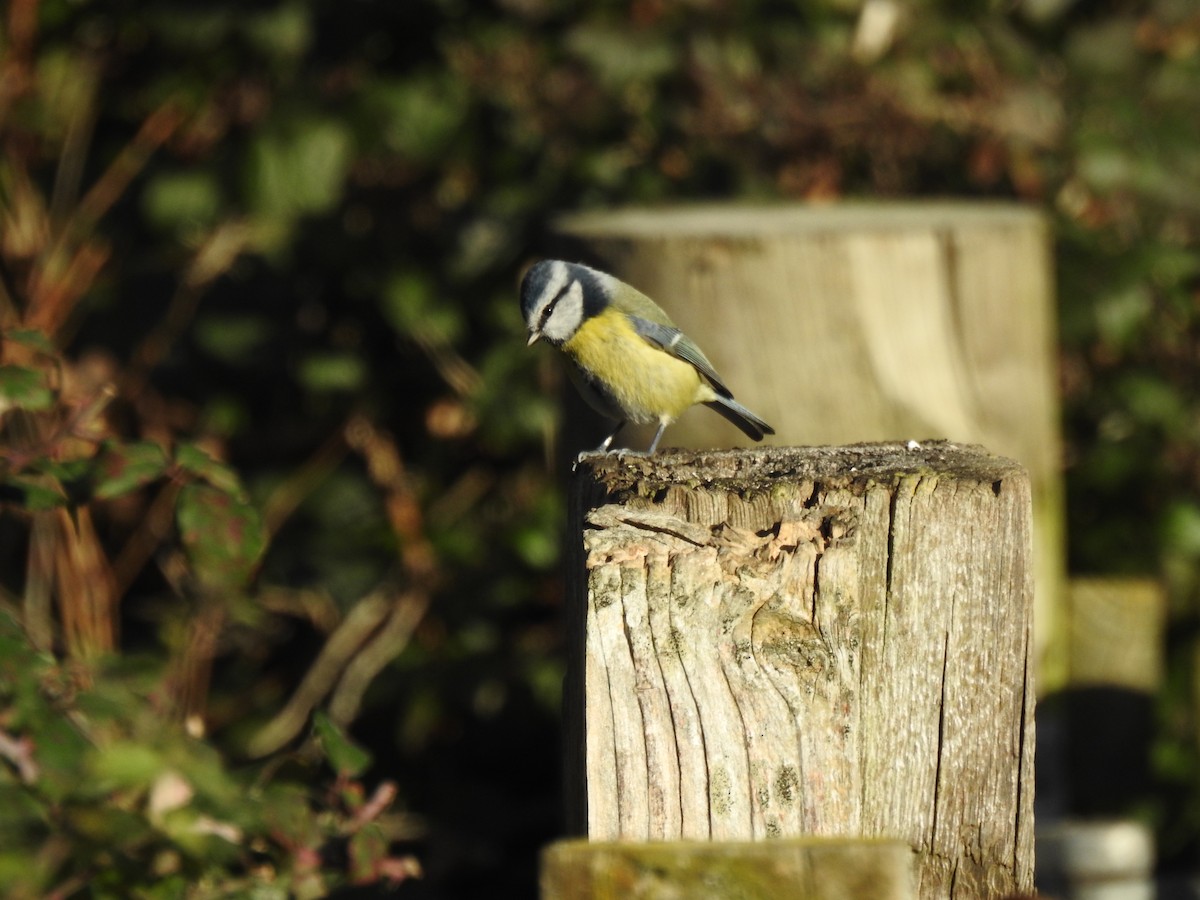 Eurasian Blue Tit - ML647816244