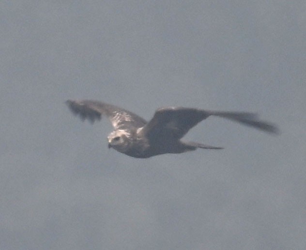 moták východní - ML647816304