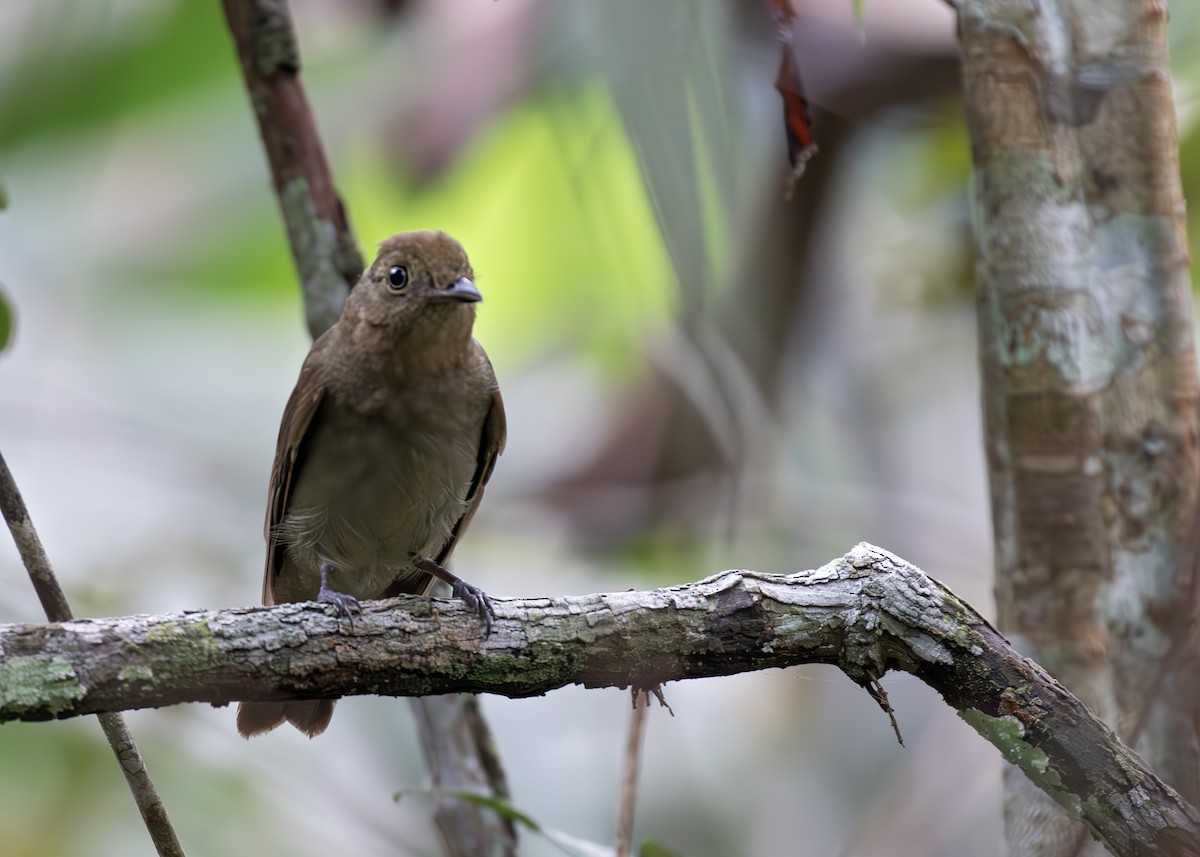 Drosselbekarde (amazonum) - ML647816305