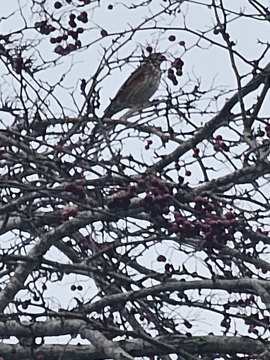 Grive mauvis - ML647816310