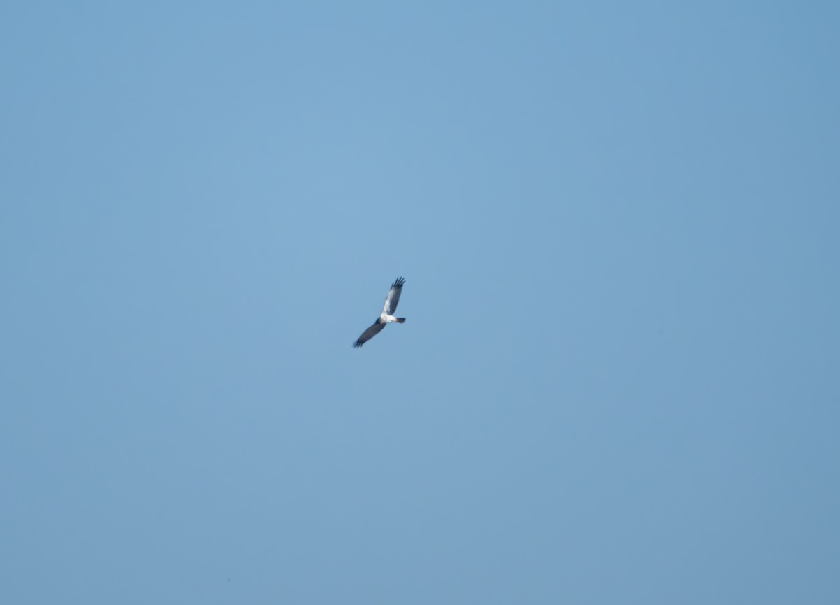 moták východní - ML647816342