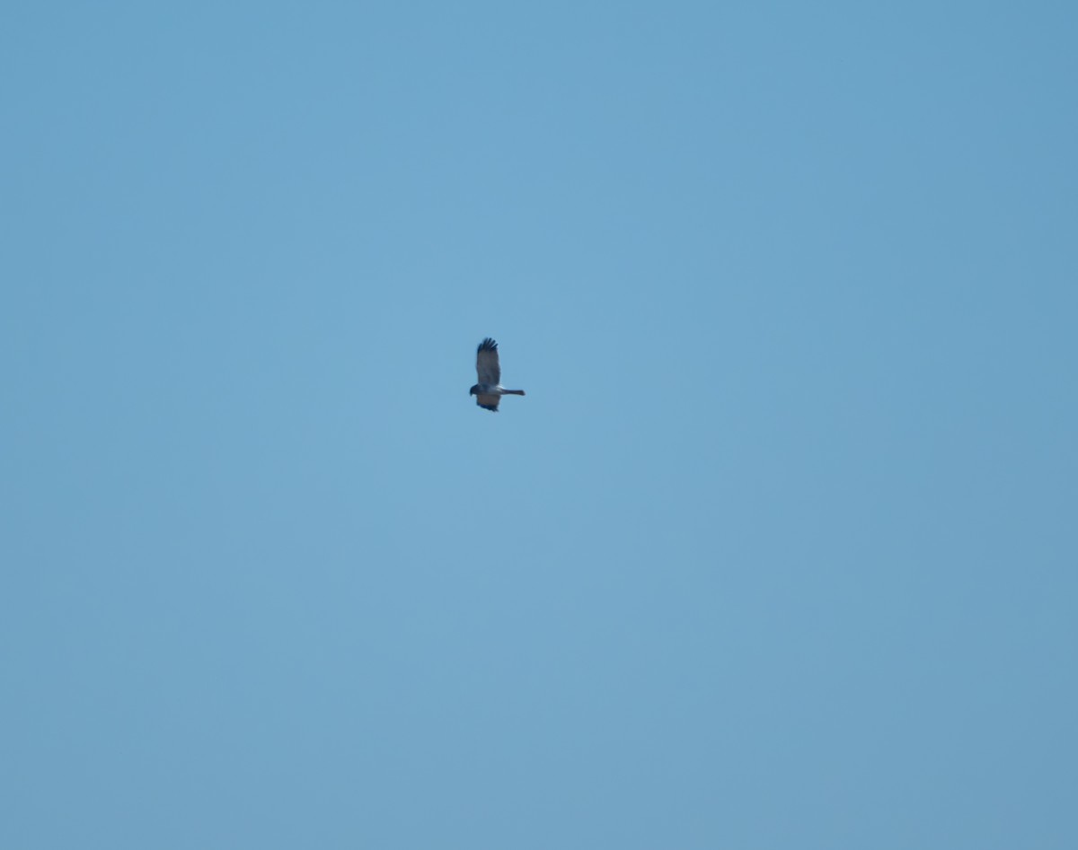 moták východní - ML647816343