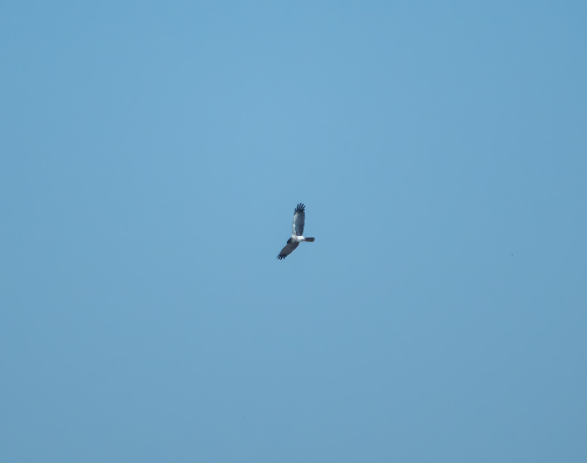 moták východní - ML647816344