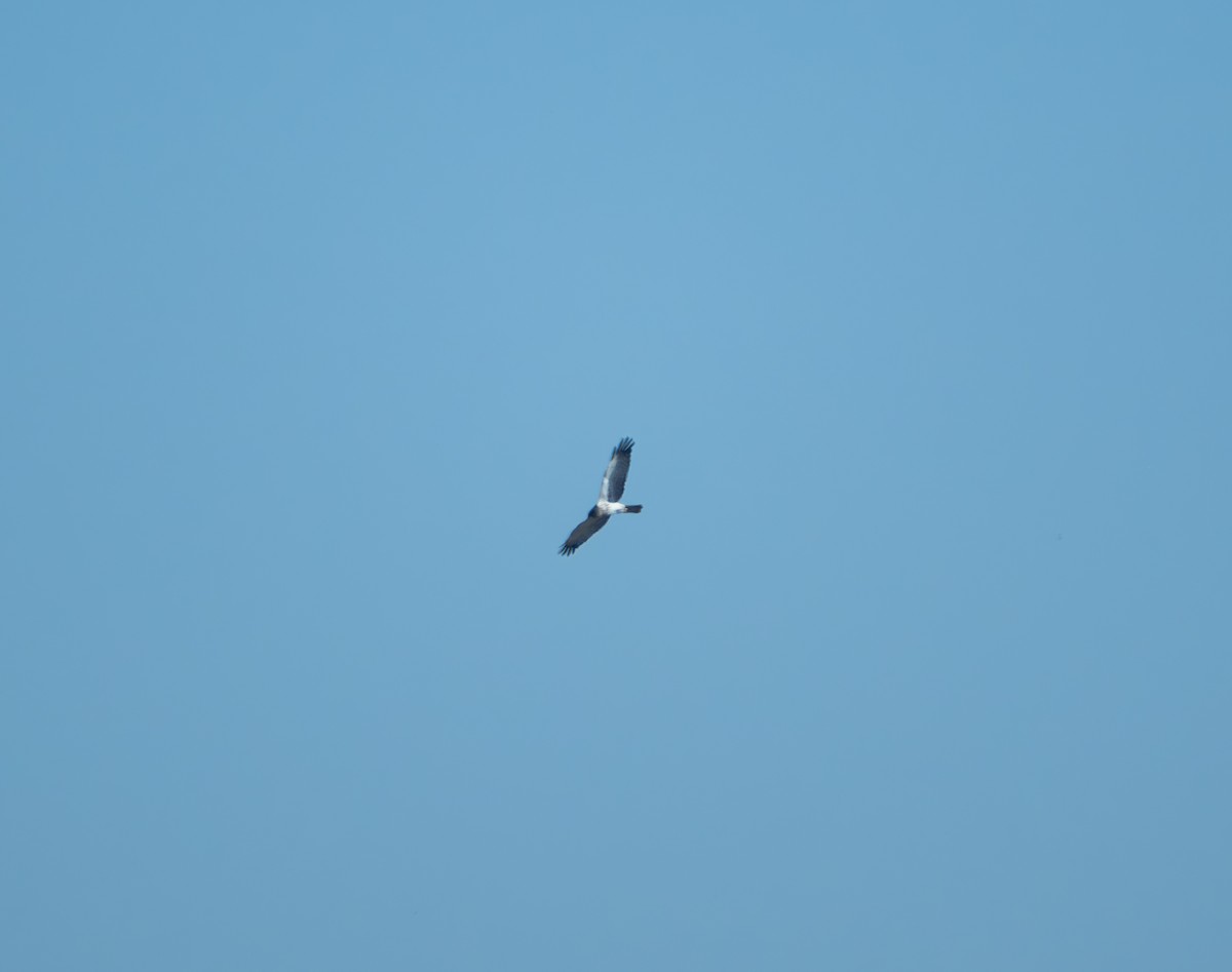 moták východní - ML647816346