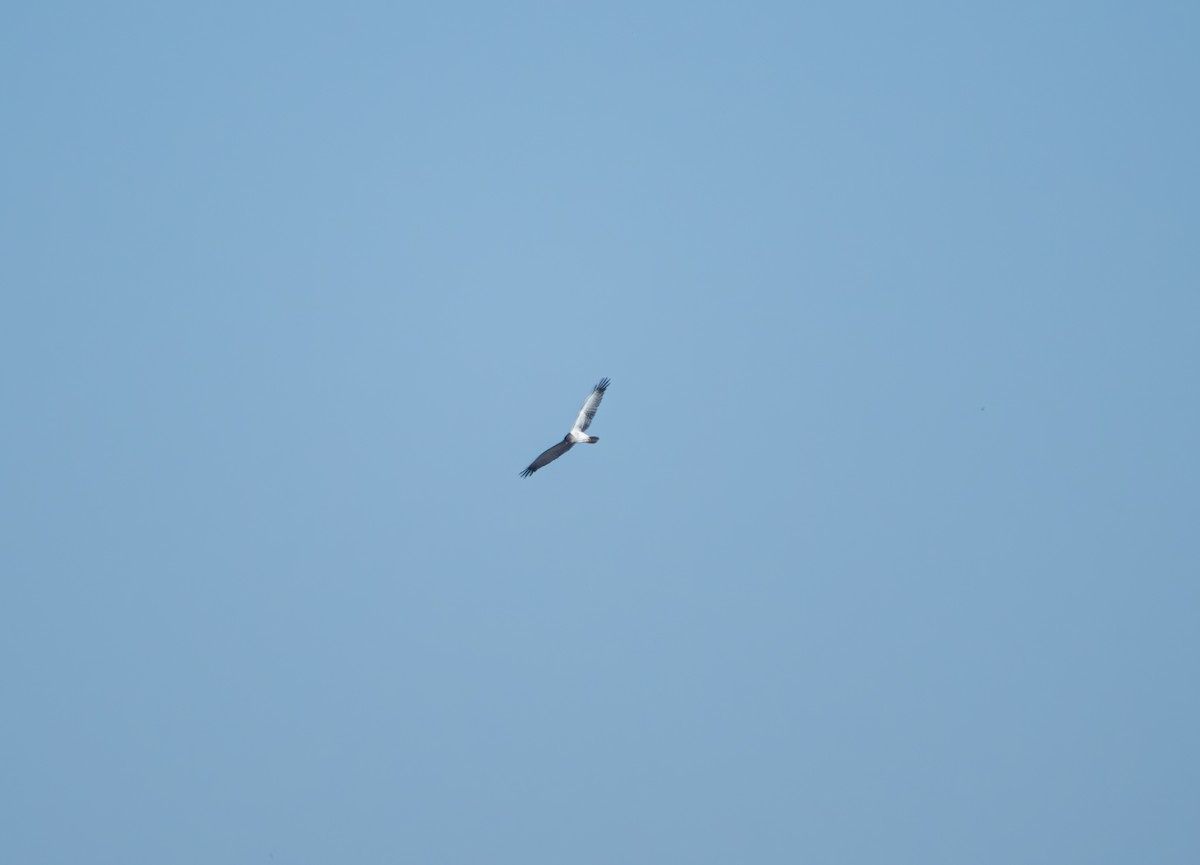 moták východní - ML647816347