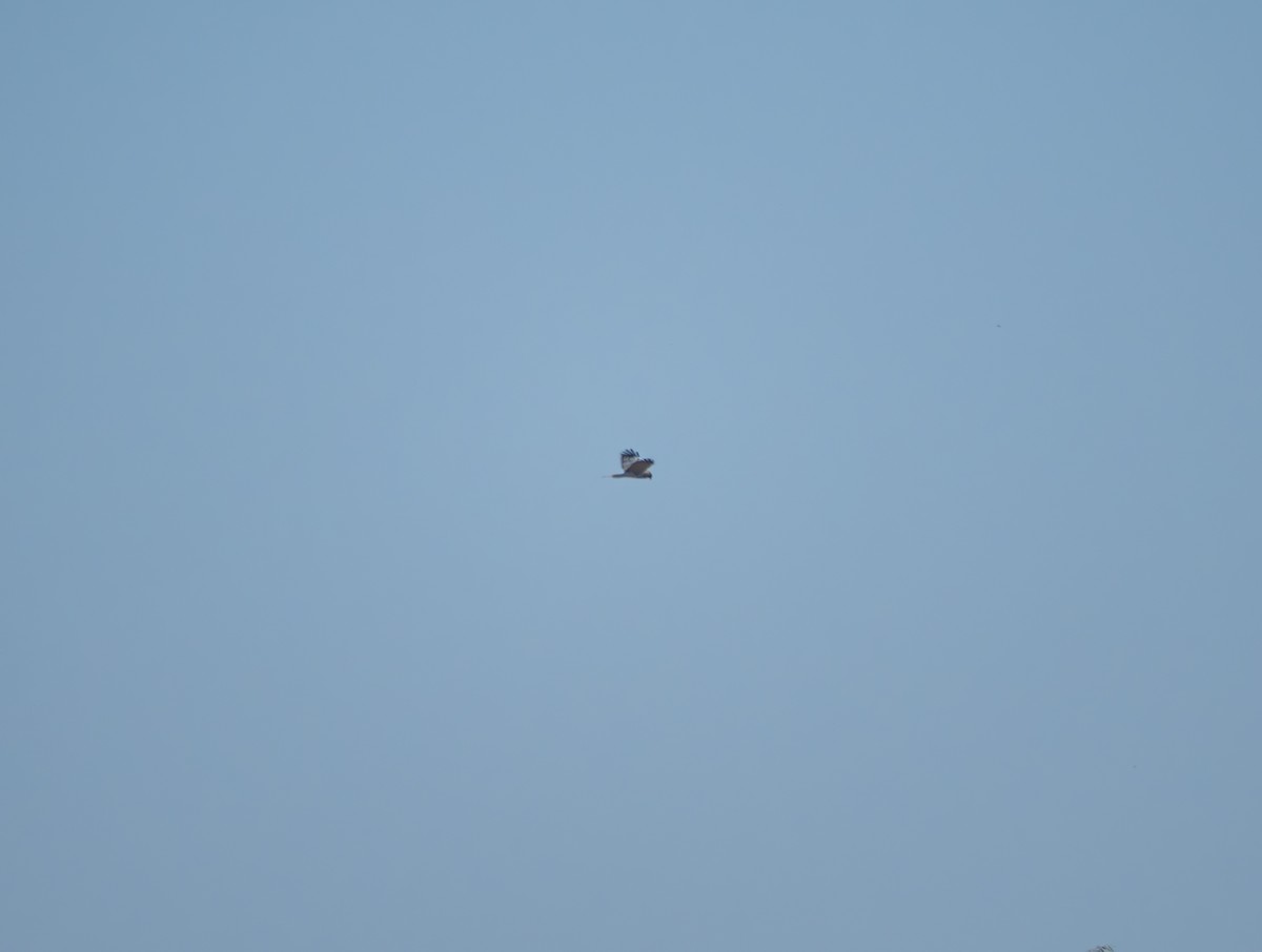 moták východní - ML647816348