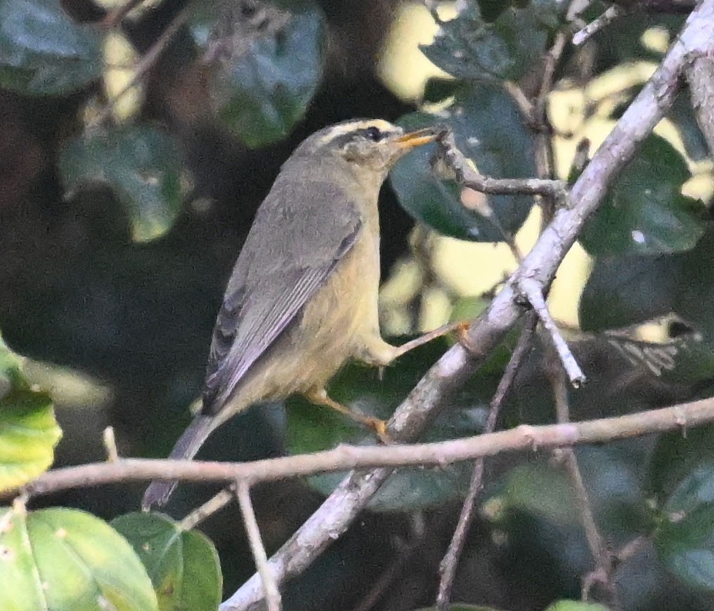 Tickell Çıvgını - ML647816382