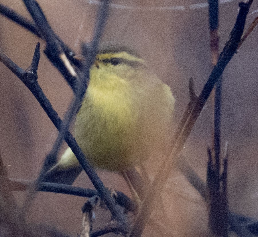 Tickell Çıvgını - ML647816383