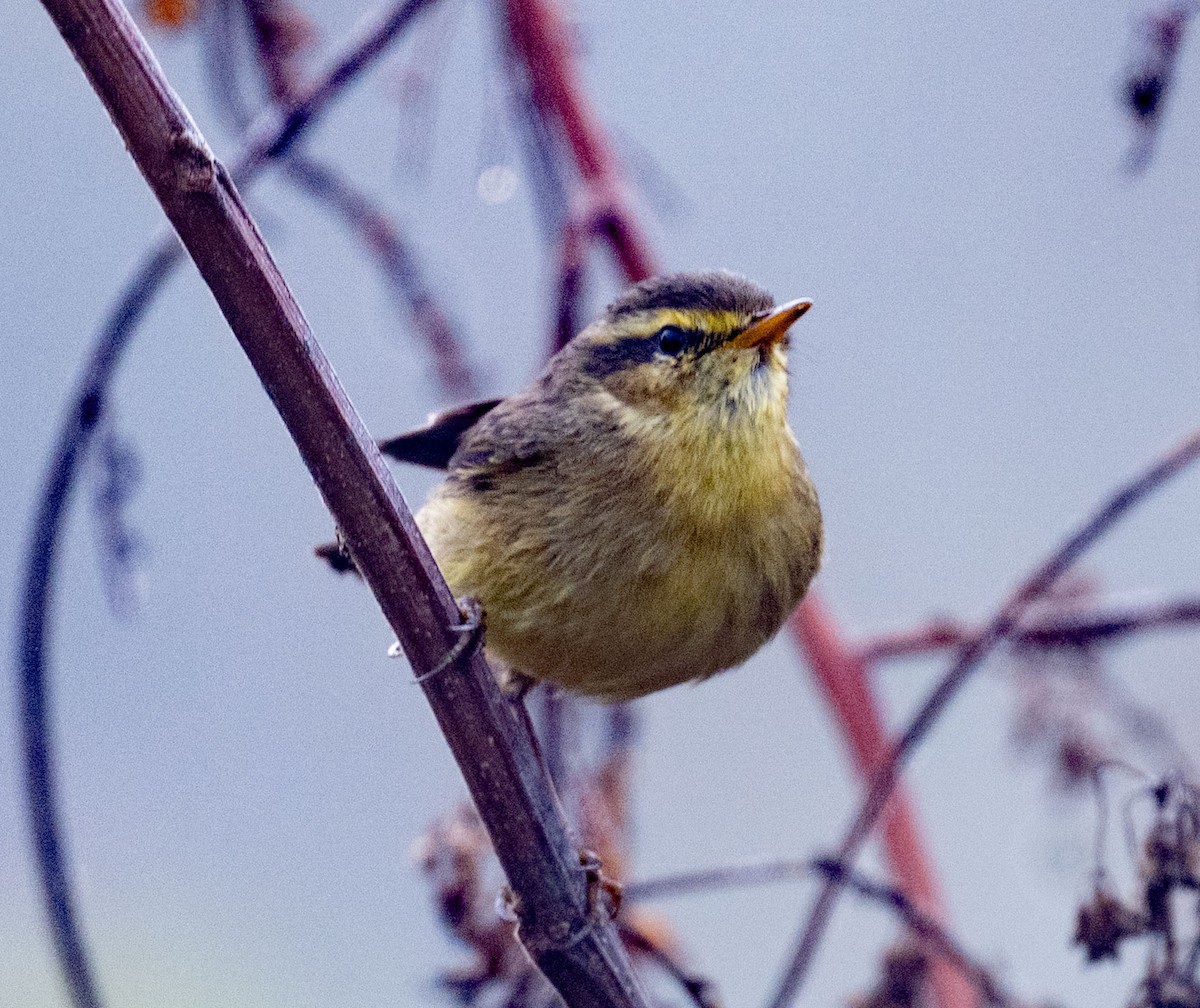 Tickell Çıvgını - ML647816384