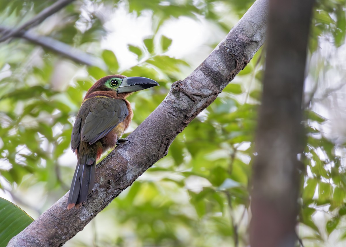 Reinwardtarassari (Langsdorffarassari) - ML647816394