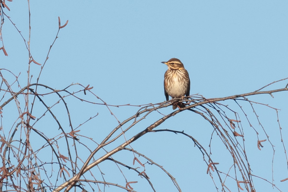 Grive mauvis - ML647816430