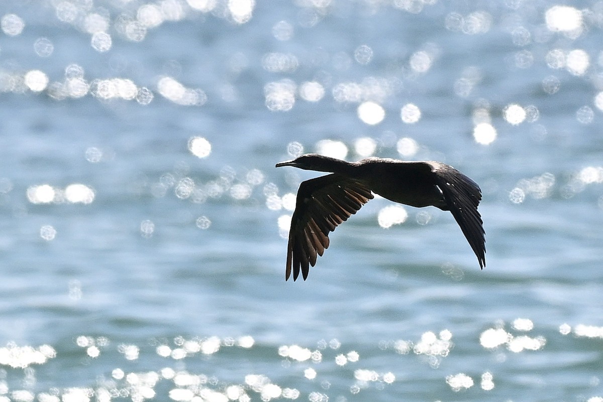 Socotra Cormorant - ML647816489